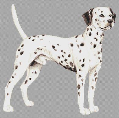 (image for) Dalmatian II